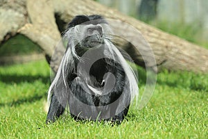 Peters Angolan Colobus