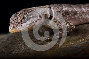 Peters` Lava Lizard Tropidurus hispidus