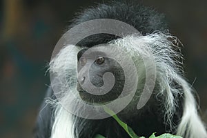 Peters's Angola colobus