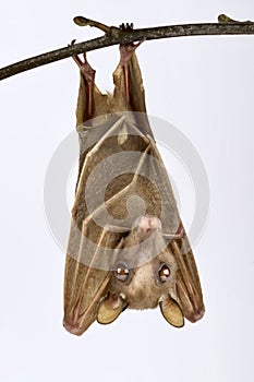 Peters`s dwarf epauletted fruit bat Micropteropus pusillus