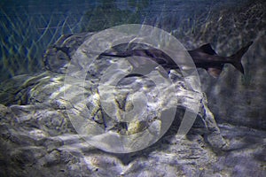 Peters`s elephantnose fish - The Marine Life Park, Sentosa, Singapore