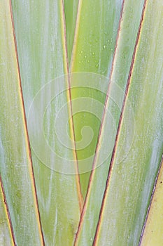 Petiole pattern of Traveller`s Palm