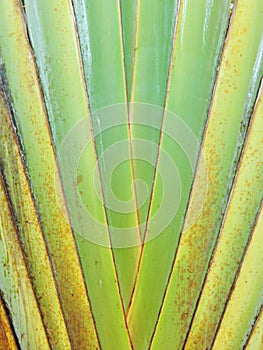 Petiole pattern of Traveller`s Palm