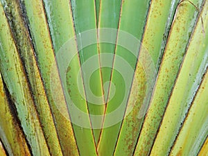 Petiole pattern of Traveller`s Palm