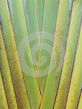 Petiole pattern of Traveller`s Palm