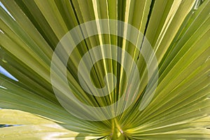 Petiole pattern of Traveller`s Palm and leaf