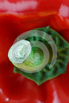 petiole red pepper macro photo