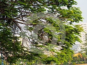 The petiole of the tamarind tree looks beautiful