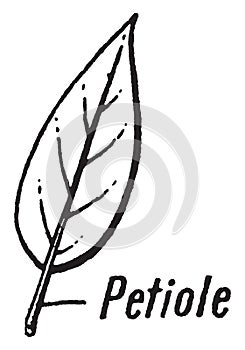 Petiole vintage illustration