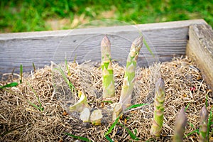 Petioles after harvesting asparagus close-up in the vegetable garden. plantation with growing asparagus in home garden