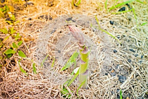 Petioles after harvesting asparagus close-up in the vegetable garden. plantation with growing asparagus in home garden