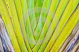 The petioles of Ravenala madagascariensis tree