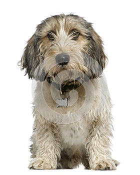 Petit Basset Griffon Vendeen, 7 months old,