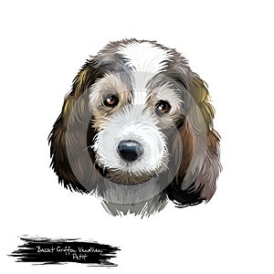Petit Basset Griffon Vend en or PBGV short-legged hound type French dog breed digital art illustration isolated on white