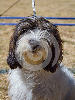 The Petit Basset Griffon VendÃ©en - portrait