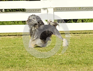 Petit chien lion photo