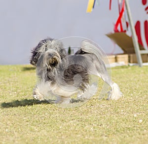 Petit chien lion photo