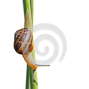 Petit-gris snail (helix aspersa) isolated