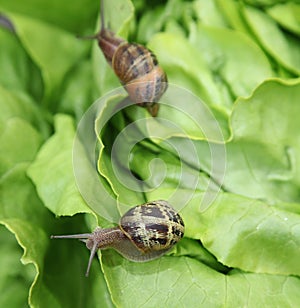 Petit-gris snail (helix aspersa) on a lettuce leaf