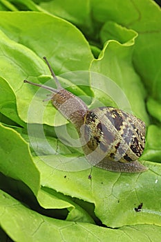 Petit-gris snail (helix aspersa) on a lettuce leaf