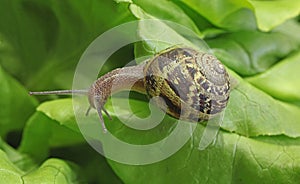 Petit-gris snail (helix aspersa) on a lettuce leaf