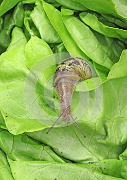 Petit-gris snail (helix aspersa) on a lettuce leaf