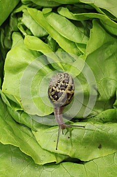 Petit-gris snail (helix aspersa) on a lettuce leaf