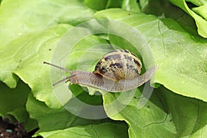 Petit-gris snail (helix aspersa) on a lettuce leaf