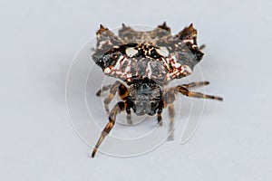 Petite black thorn spider! Enter my house quietly, cute little bug, take a picture and put it back into the sky!