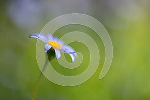 Petite blue wild flower