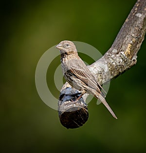 Petite female perches on tree branch in spring