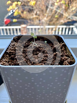 Petite Mint Seedling in soil