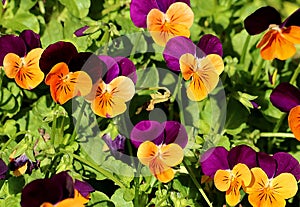 Petite Pansies