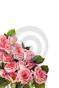 Petite Pink Roses photo