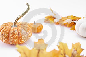 petite pumpkins and autumn leaves