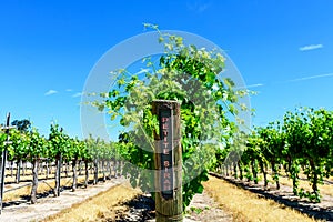 Petite Sirah red wine grape variety outdoor sign on wooden vertical end post in summer vineyard