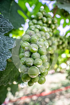 Petite Sirah Wine Grapes in Thailand