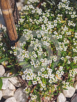 Petite snow white flowers of Lobularia maritima Alyssum maritimum, sweet alyssum or sweet alison