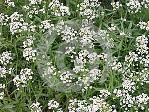 Petite snow white flowers of Lobularia maritima Alyssum maritimum, sweet alyssum or sweet alison, also alyssum genus Alyssum is a photo