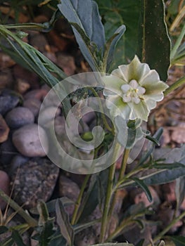 Petite white wildflower of NM