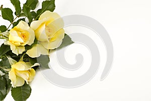 Petite Yellow Roses White Background