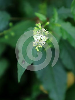 The Petiveria alliacea plant is called Singawalang in Indonesia