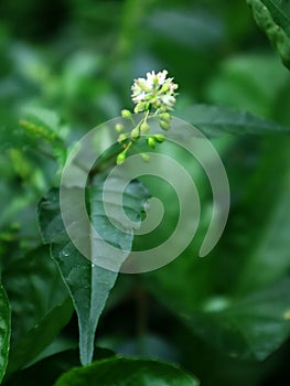 The Petiveria alliacea plant is called Singawalang in Indonesia