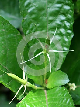 The Petiveria alliacea plant is called Singawalang in Indonesia