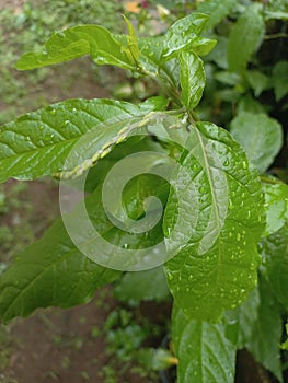 Petiveria alliacea (Singalawang) leaves are wet after rain