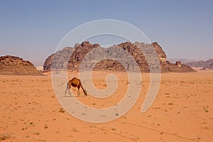 Petra, the ancient city in day with wild camel. photo