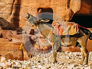 Petra Caves with Donkey