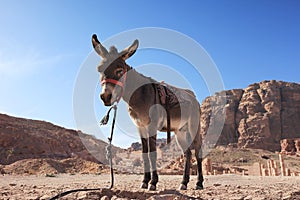 Petra Donkey