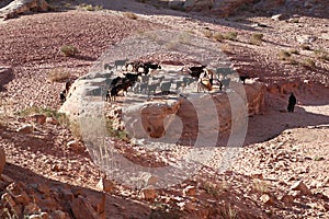 Petra, Jordan: Bedouin herding goats in the desert