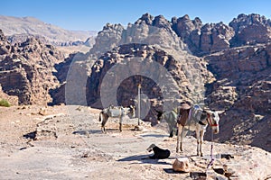 Petra, Jordan, donkeys and a dog rest on a cliff